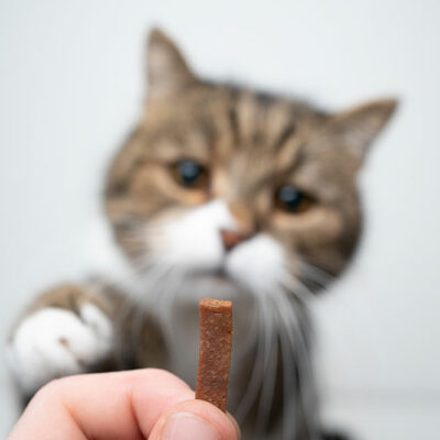 Cat Treats – Safe and Unsafe Foods
