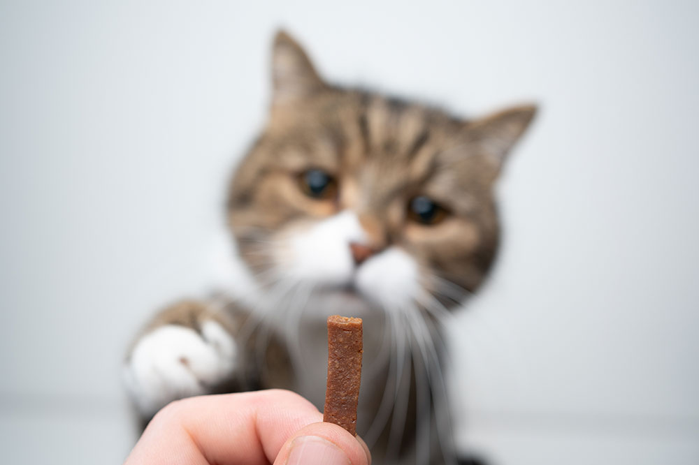 Cat Treats – Safe and Unsafe Foods