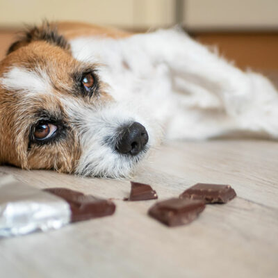 Safe Foods and Unsafe Foods for Pets