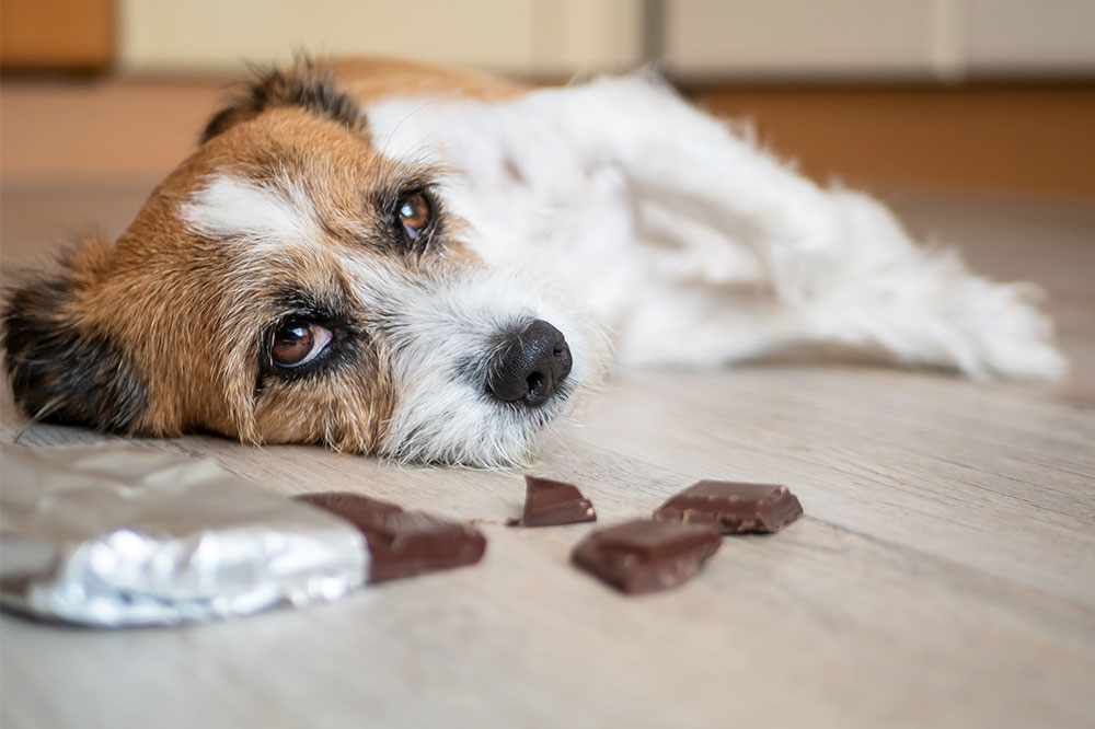 Safe Foods and Unsafe Foods for Pets